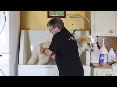 Chris Christensen Systems T-Rake 15cm with Pins - Strigle