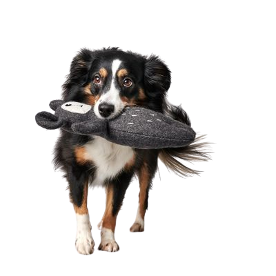 Hunter - Bjørn, tirana