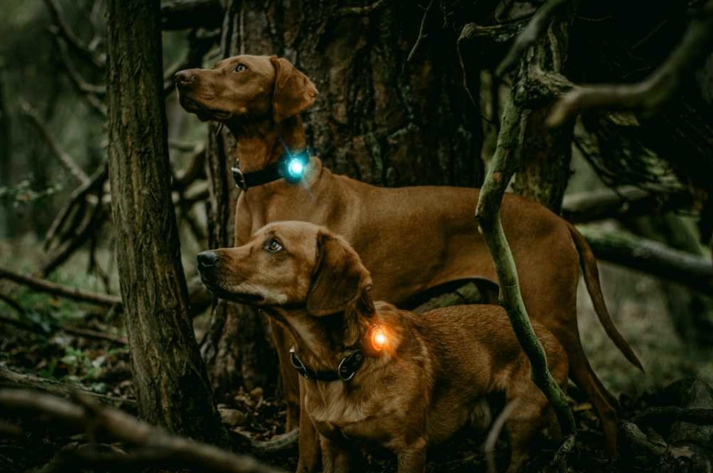 Orbiloc - Dual lygte