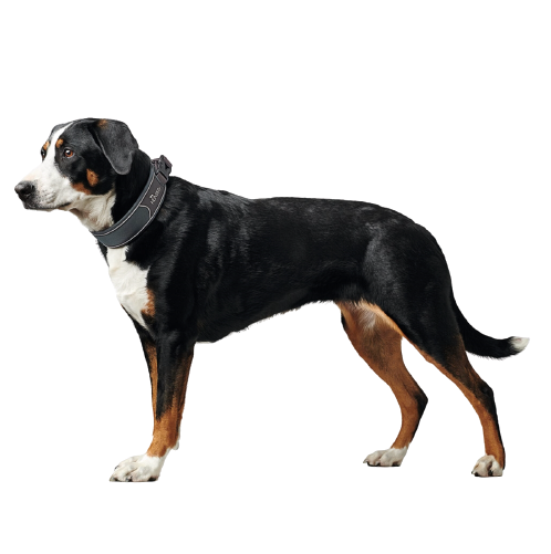 Hunter - Divo halsbånd, grå/grå