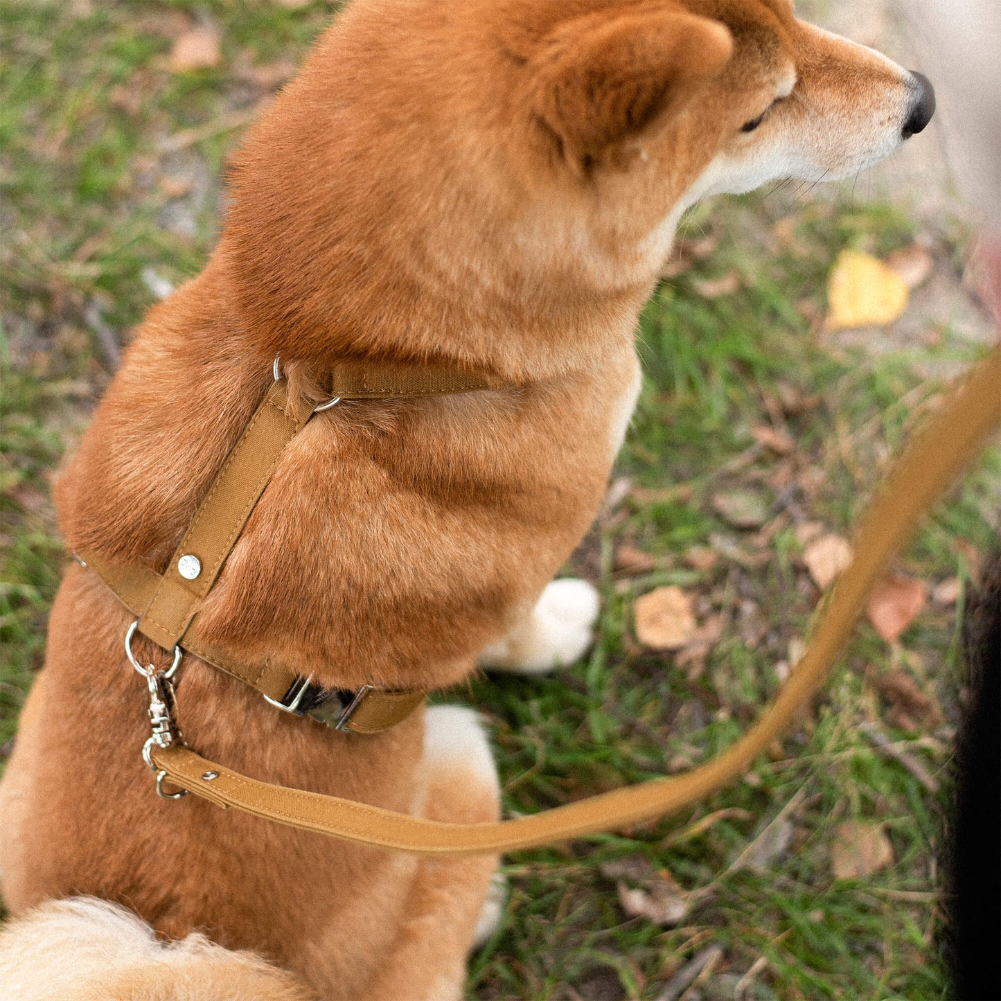 Denjo dogs - Signature go sele, mustard