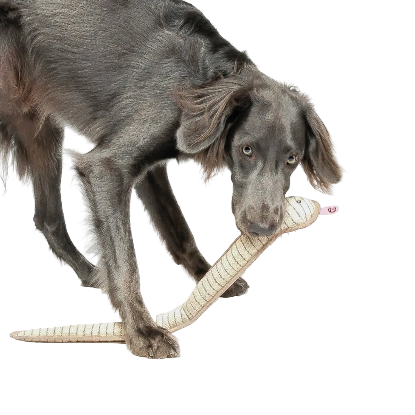 Cloud7 - Dog Toy Snake Smilla