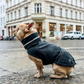 Cloud7 - Hundejakke london fransk bulldog, slate
